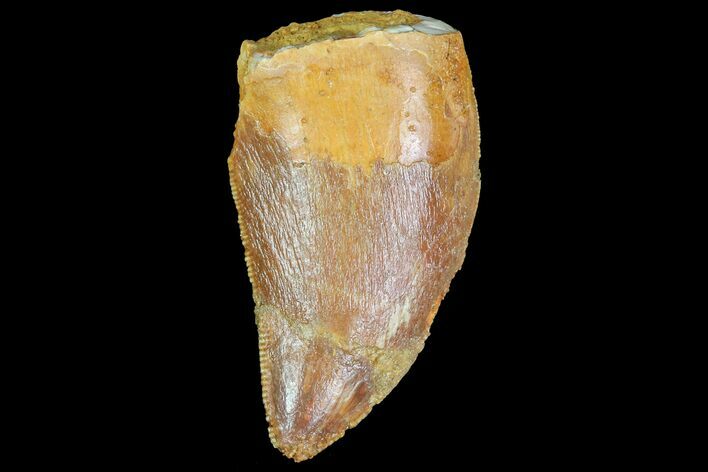 Bargain, Juvenile Carcharodontosaurus Tooth #77084